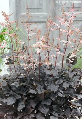 Astilbe - 'Chocolate Shogun' 1 Gal