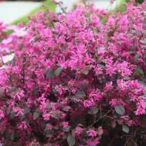 Brighten Your Garden with the Vibrant Loropetalum Chinensis var. Rubrum Plant