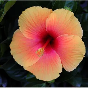 Brighten Your Space with the Majestic Hibiscus Rosa Sinensis #43