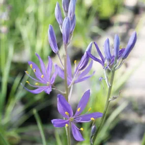 Camassia Esculenta Quamash Aquatic Pond Plant - Common Cammas Lily