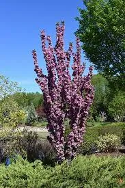 Crabapple:  'Purple Spire® Columnar' 10 Gal (BR)