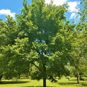 Elm:  'American Elm' - 15 Gal (BR)