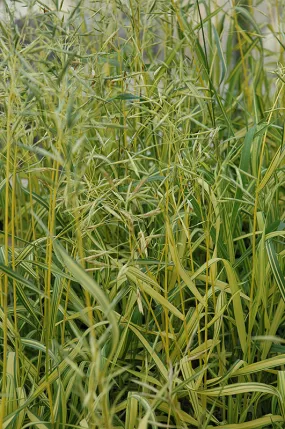 Grasses:  Skinner's Golden Brome Grass - 1 gal (jf)