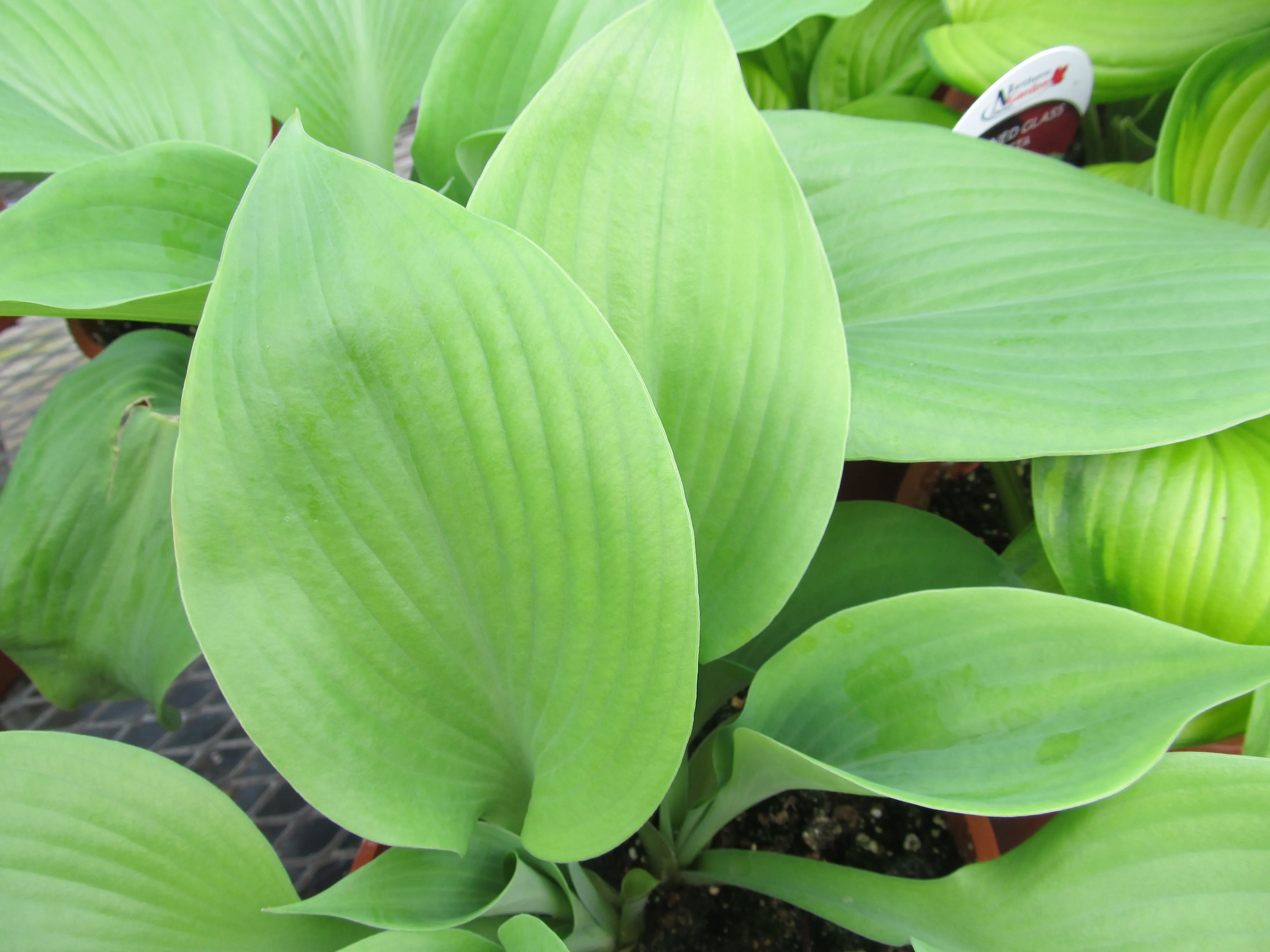 Hosta:  'Sum & Substance' 1 Gal (Au)