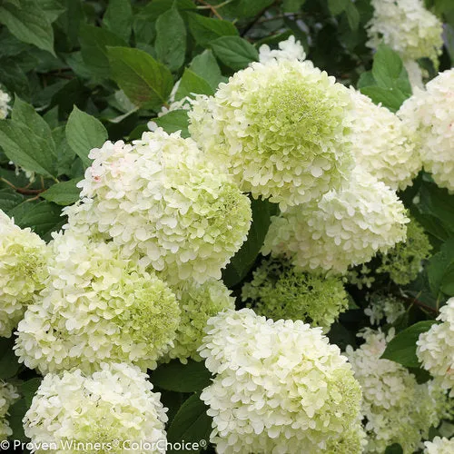 Hydrangea:  'Limelight' (PW) (Au)