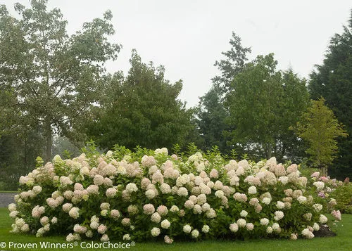 Hydrangea:  'Limelight' (PW) (Au)