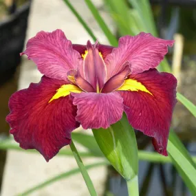 Iris Louisiana Ann Chowning Aquatic Pond Plant - Louisiana Iris