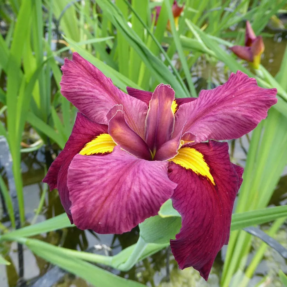 Iris Louisiana Ann Chowning Aquatic Pond Plant - Louisiana Iris