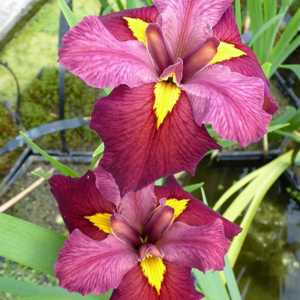 Iris Louisiana Ann Chowning Aquatic Pond Plant - Louisiana Iris