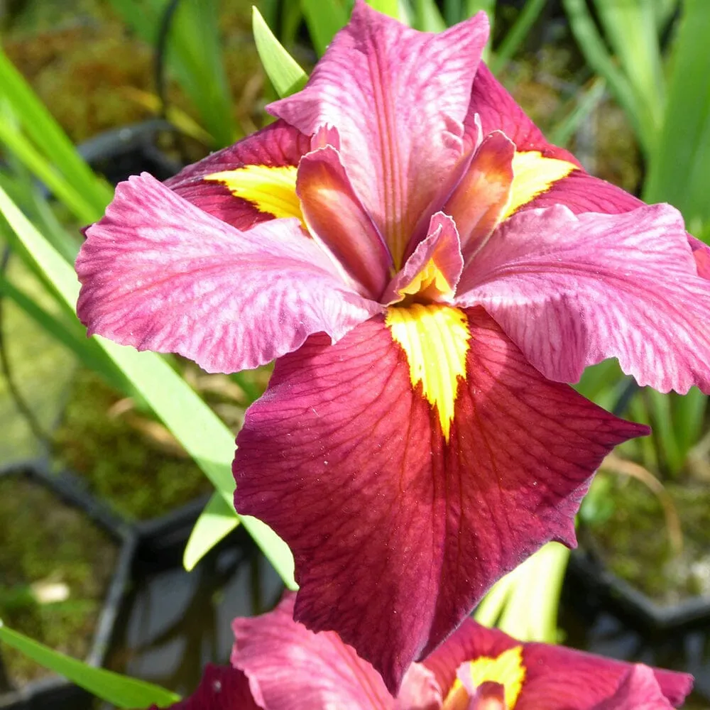 Iris Louisiana Ann Chowning Aquatic Pond Plant - Louisiana Iris