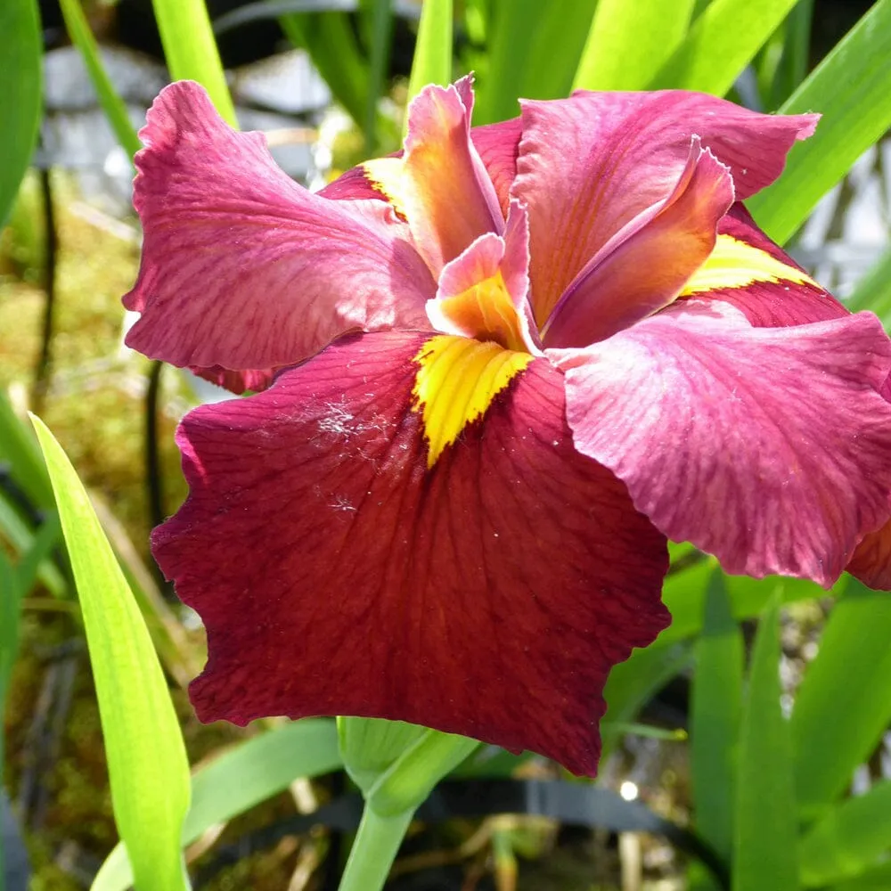 Iris Louisiana Ann Chowning Aquatic Pond Plant - Louisiana Iris