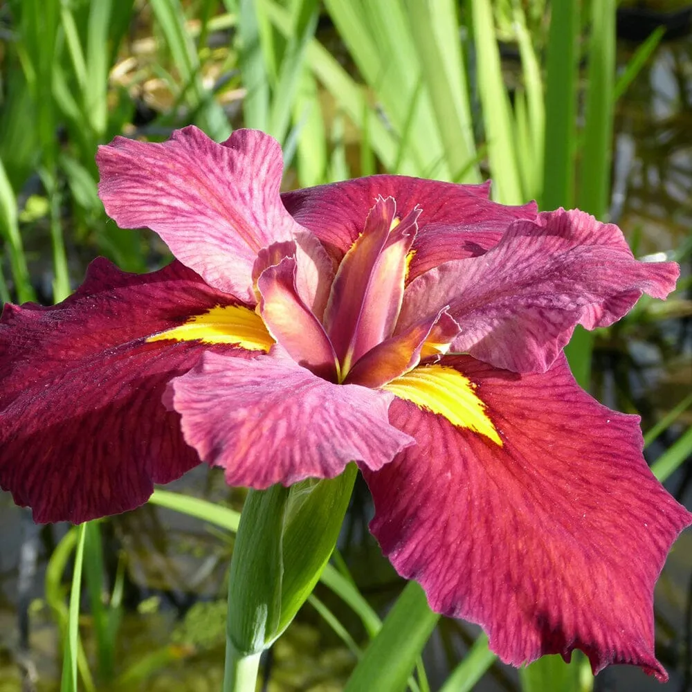 Iris Louisiana Ann Chowning Aquatic Pond Plant - Louisiana Iris