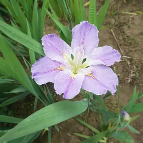 Iris Louisiana Dancing Vogue Aquatic Pond Plant - Louisiana Iris