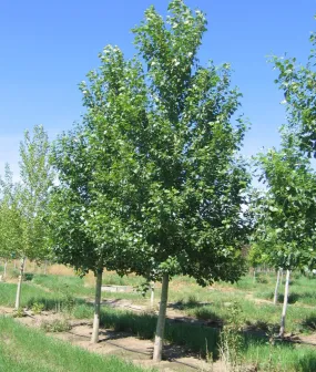 Poplar:  'Byland Green' - 2 Gal (Bl)