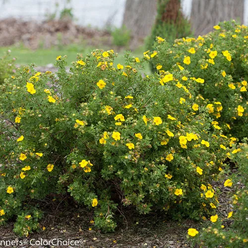 Potentilla:  'Happy Face® Yellow '  8" (PW) (Bl)