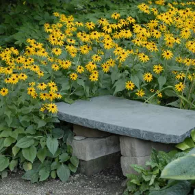 Rudbeckia: Goldsturm (Black Eyed Susan)